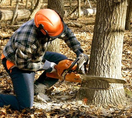 Tree Removal in Fountaintown, IN